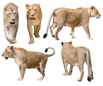 female lion (panthera leo) walking isolated on white background