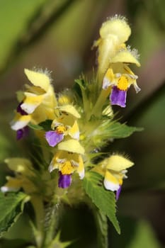 Galeopsis speciosa from the Wasenmoos near Mittersill