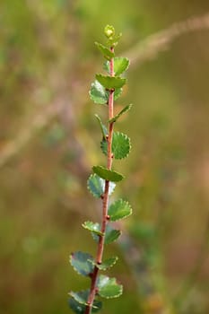 Ice Age relic dwarf birch or polar birch Betula nana from the Wasenmoos near Mittersill