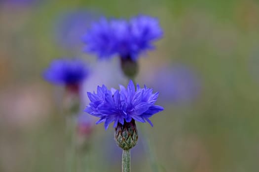 Cornflower Centaurea cyanus