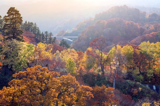 Sunset red leaf autumn fall season for Forest wodland in Akita Tohoku Japan