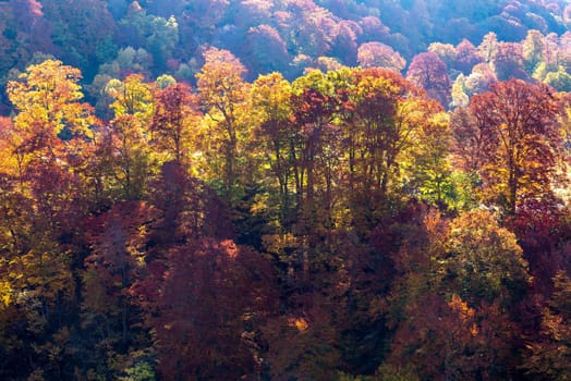 Sunset red leaf autumn fall season for Forest wodland in Akita Tohoku Japan