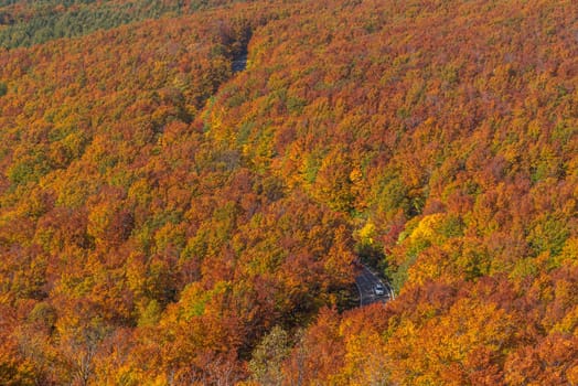 Aerial view of red leaf autumn fall season for Forest wodland in Aomori Tohoku Japan