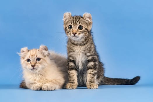 Two pedigree cats American Curl (Felis silvestris catus),Shorthair and Longhair,black tabby blotched and blue tabby point,10 weeks
