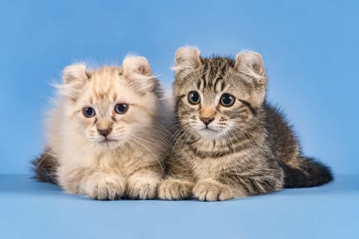 Two pedigree cats American Curl (Felis silvestris catus),Shorthair and Longhair,black tabby blotched and blue tabby point,10 weeks