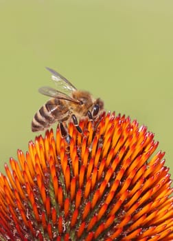 Macro image honey bee Apis mellifera on coneflower Echinacea purpurea