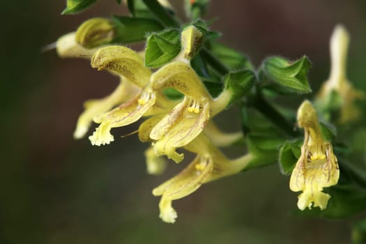 Sticky sage or sticky sage Salvia glutinosa