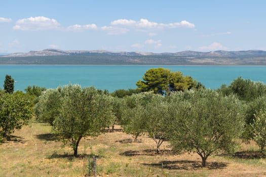 Groves of olive trees surrounding Vransko lake, Dalmatia, Croatia.