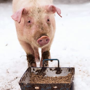 The hungry domestic pig is eating food on snow at winter.