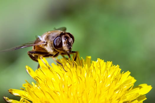 Bee on flower macro photo, springtime and pollination concept.