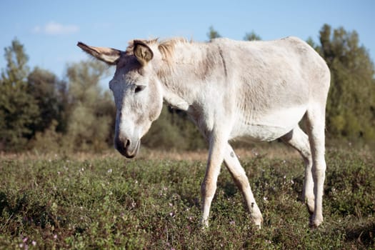 The gray donkey is walking in the nature.