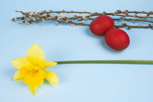Yellow narcissus flower and two red colored eggs are on blue background, Easter symbols.