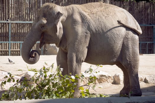 One big elephant is eating leaves in Zoo in Budapest.