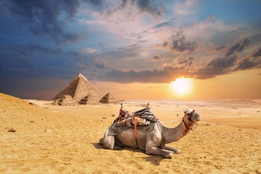 A camel in Giza desert with famous Pyramids in the background, Egypt.