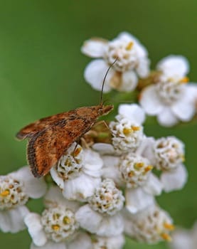 Olive brown borer or olive brown borer Pyrausta despicata