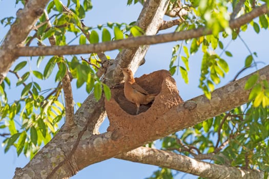 Rufous Hornero on its Nest in the Pantanal in Brazil