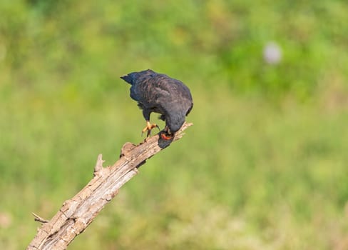 Snail Kite Eating a Snail in the Pantanal of Brazil