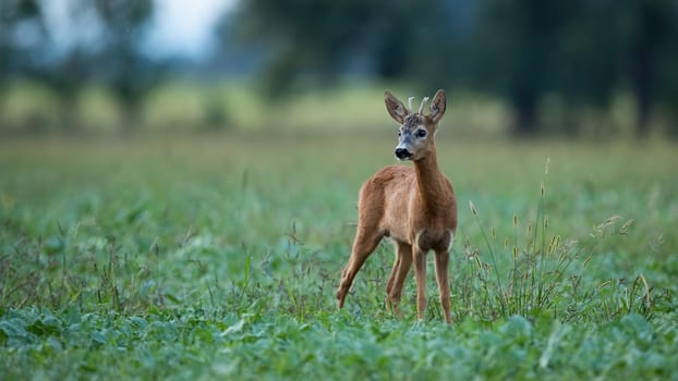 Young roe deer, capreolus capreolus, buck standing on a agricultural field at dusk in summer. Wild male mammal looking away in nature.
