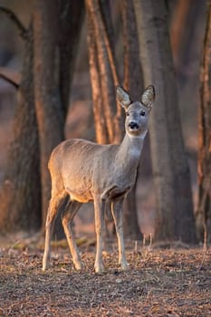 Roe deer, capreolus capreolus, doe standing in forest between trees at sunset. Wildlife scenery with female mammal in woodland.