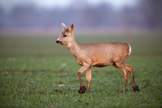 Horizontal side view of roe deer, capreolus capreolus, doe with winter fur walking on a field with mud on hooves in spring. Wild animal in muddy terrain.