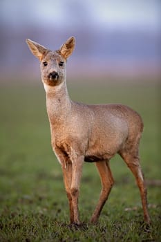 Vertical front view close-up of roe deer, capreolus capreolus, doe with winter fur walking on a field with mud on hooves in spring. Wild animal in muddy terrain.