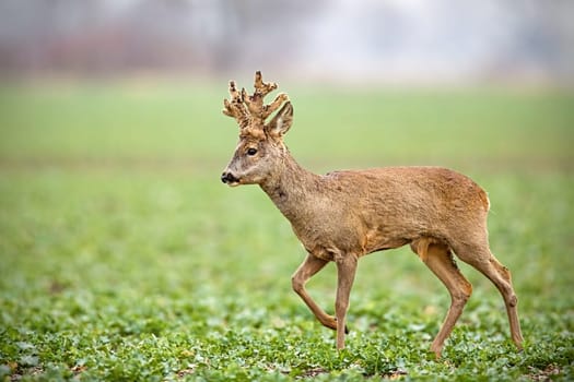 Side view of roe deer, capreolus capreolus, buck with big antlers covered in velvet walking on a agricultural field in spring. Wild animal in winter. Roebuck shedding velvet.