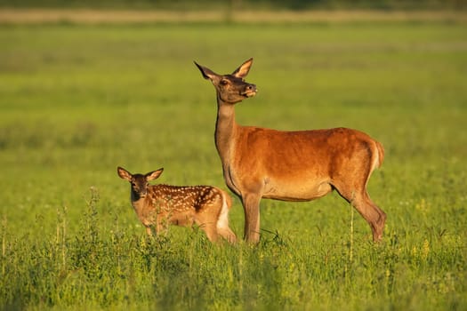 Red deer hind with calf walking at sunset. Mother and child animal in nature. Wildlife family. Female deer protecting its young.