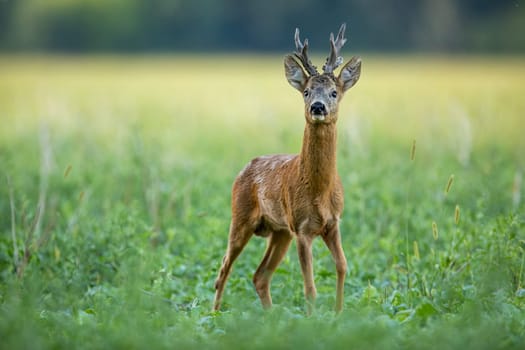 Dominant roe deer, capreolus capreolus, buck with massive antlers sniffing on green agricultural field in summer from low angle view with space for copy. Territorial strong male deer animal in nature