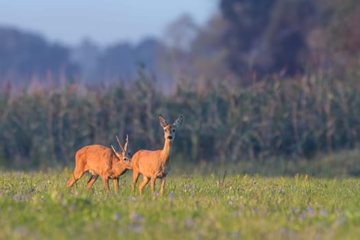 Mammal European roe deer, capreolus capreolus, male sniffing female on the meadow in the summer. Couple of buck and doe standing on the hay field in the pairing season with blurred background.