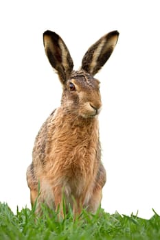 European brown hare, lepus europaeus in summer on green grass isolated on white background. Detailed close-up of wild rabbit with foreground cut out.