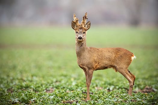 Low angle view of roe deer, capreolus capreolus, buck with antlers shedding from velvet in winter with copy space. Curious alerted wild animal in winter.