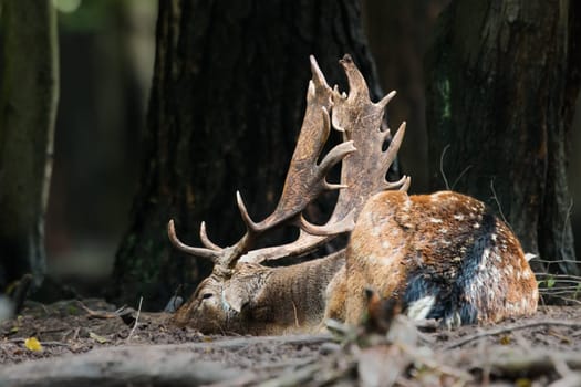 Calm fallow deer, dama dama, stag sleeping on the ground in forest in summer. Relaxing buck lying down with blurred background and space for text.