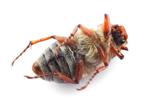 On the back lying cockchafer (lat: Melolontha) isolated on white.