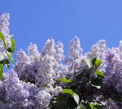 Flowers blooming lilac. Beautiful purple lilac flowers outdoors. Lilac flowers on the branches