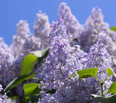 Flowers blooming lilac. Beautiful purple lilac flowers outdoors. Lilac flowers on the branches
