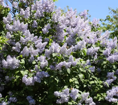 Flowers blooming lilac. Beautiful purple lilac flowers outdoors. Lilac flowers on the branches