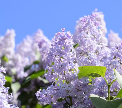Flowers blooming lilac. Beautiful purple lilac flowers outdoors. Lilac flowers on the branches