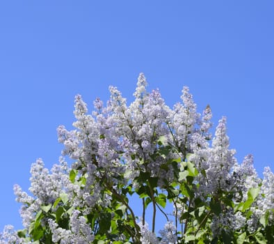 Flowers blooming lilac. Beautiful purple lilac flowers outdoors. Lilac flowers on the branches
