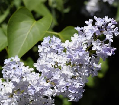 Flowers blooming lilac. Beautiful purple lilac flowers outdoors. Lilac flowers on the branches