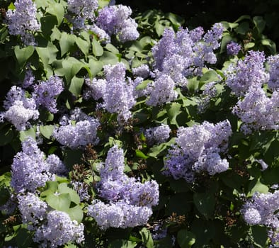 Flowers blooming lilac. Beautiful purple lilac flowers outdoors. Lilac flowers on the branches
