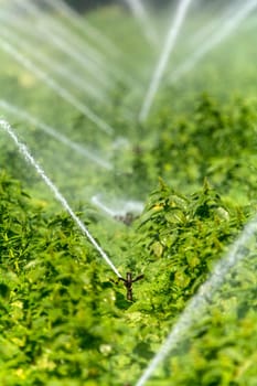 Irrigation on a field