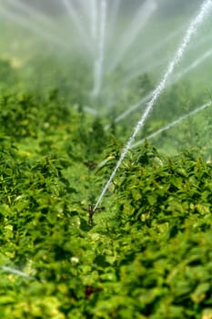 Irrigation on a field
