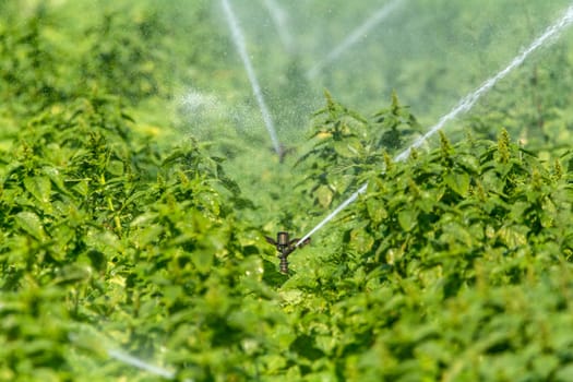 Irrigation on a field