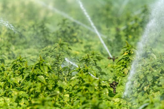 Irrigation on a field