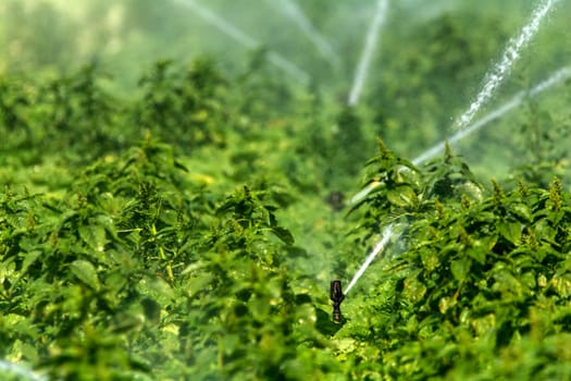 Irrigation on a field