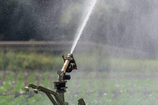 Irrigation field
