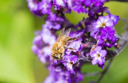 a bee on a blossom in closeup