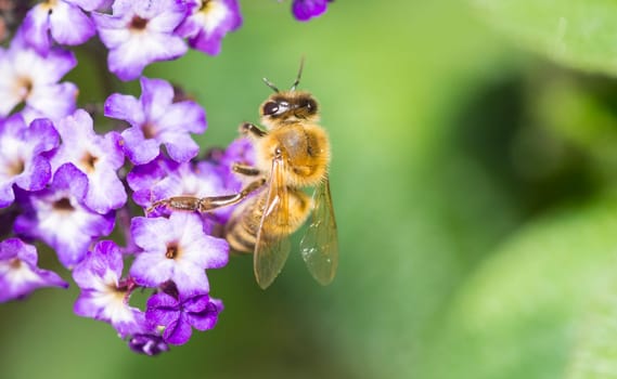 a bee on a blossom in closeup