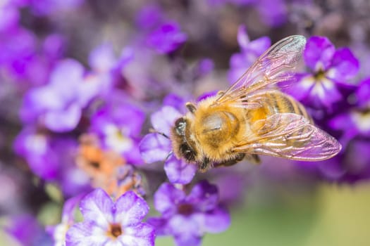 a bee on a blossom in closeup