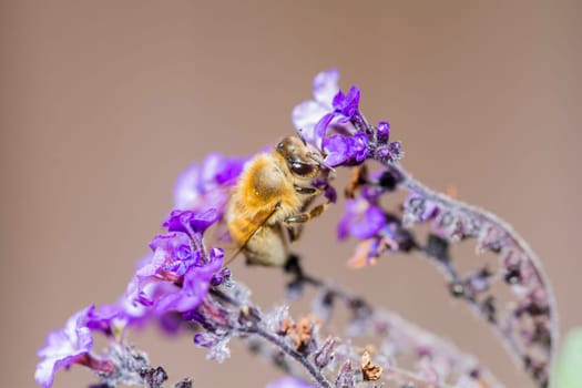 a bee on a blossom in closeup